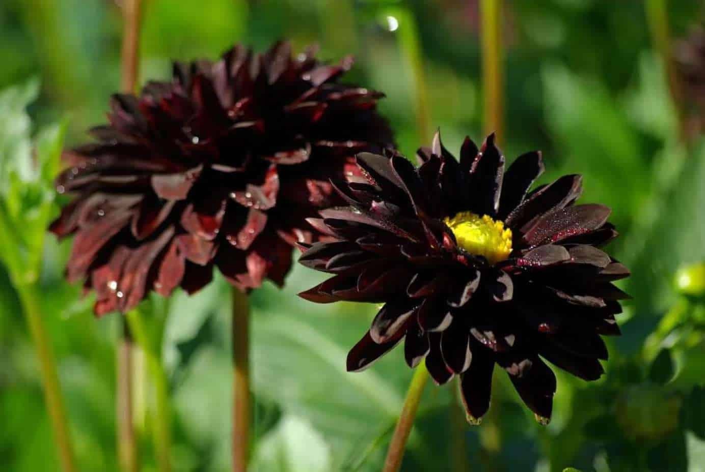 (تصاویر) ۱۰ گل سیاه رنگ محبوب در جهان