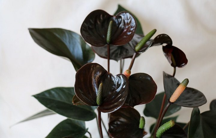 (تصاویر) ۱۰ گل سیاه رنگ محبوب در جهان