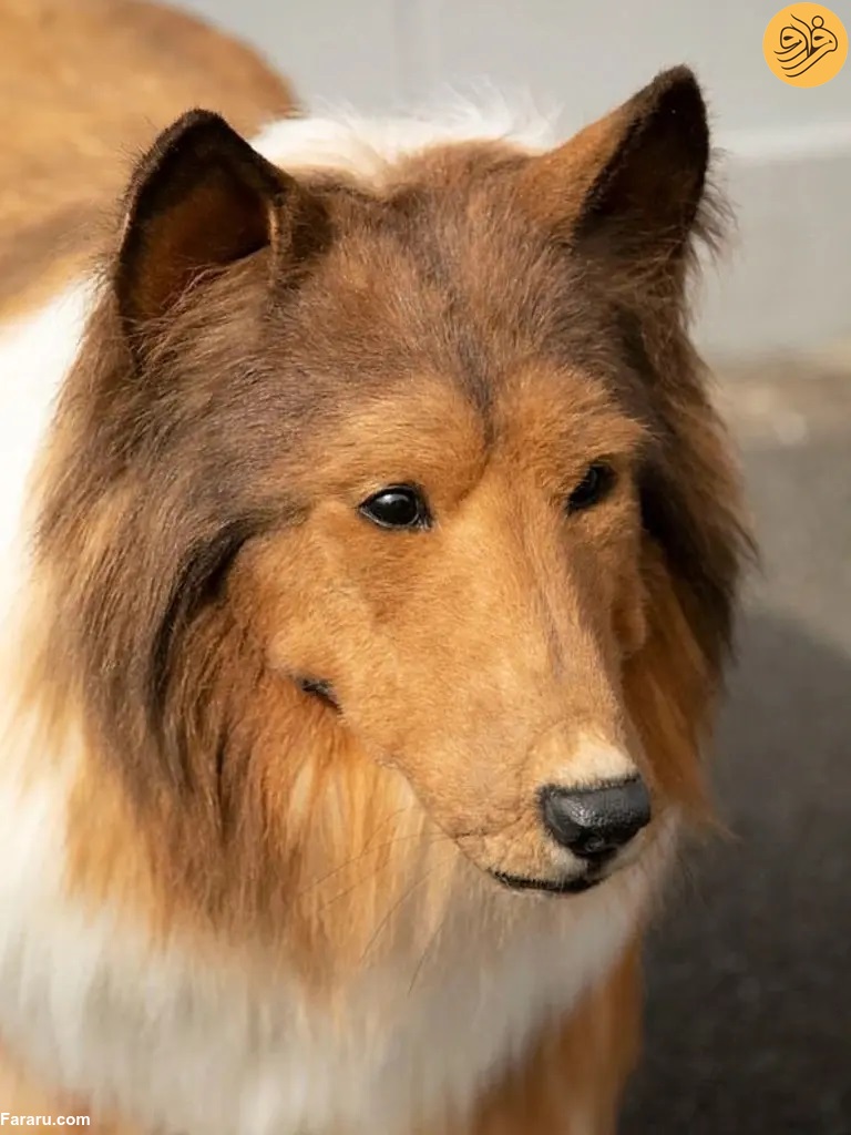 (عکس)