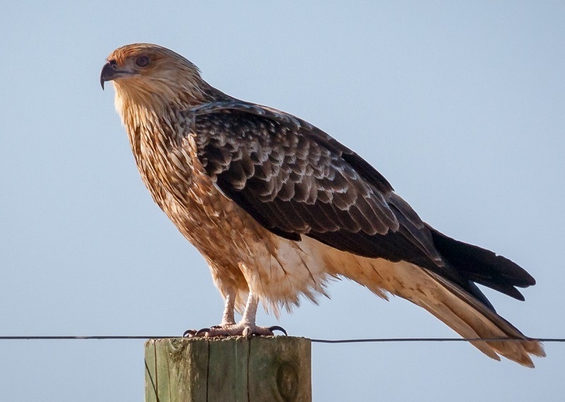 (ویدئو) شاهین آتشین؛ پرنده ای که استرالیا را برای غذا آتش می زند!