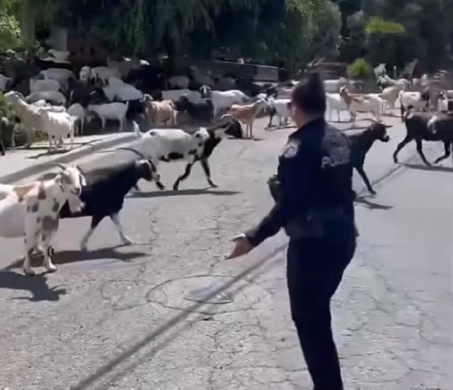 (عکس) یک محله در اشغال بز‌ها