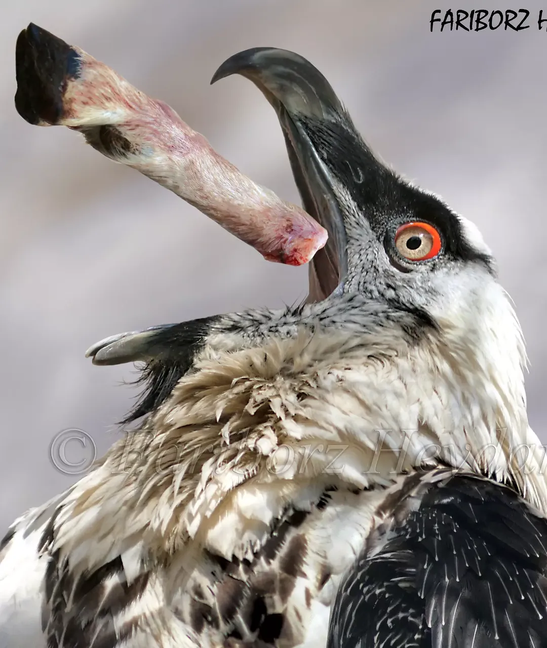 (عکس)