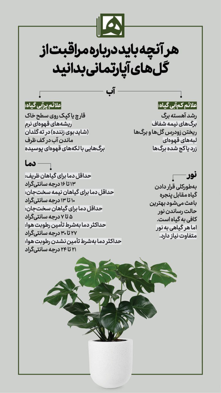 رشد انفجاری پتوس/ برای رشد انفجاری گیاهان چه کاری انجام دهیم؟