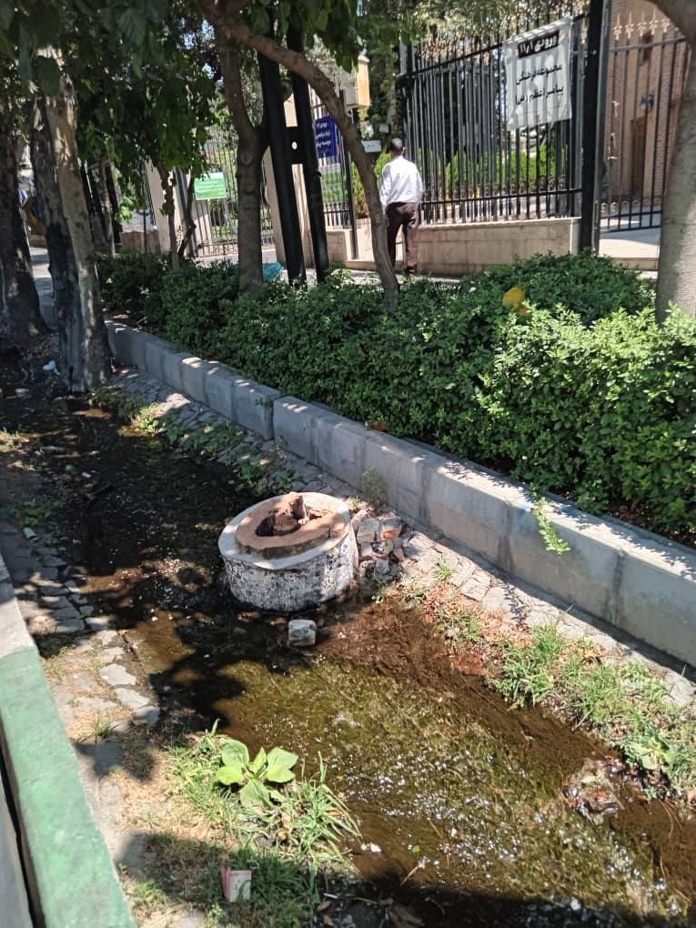قطع درخت ارزشمند به خاطر نقش یک زن روی آن!