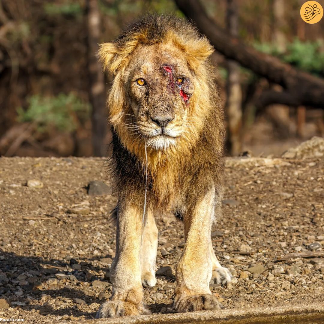 عکس روز حیات وحش؛ شیرِ صورت زخمی