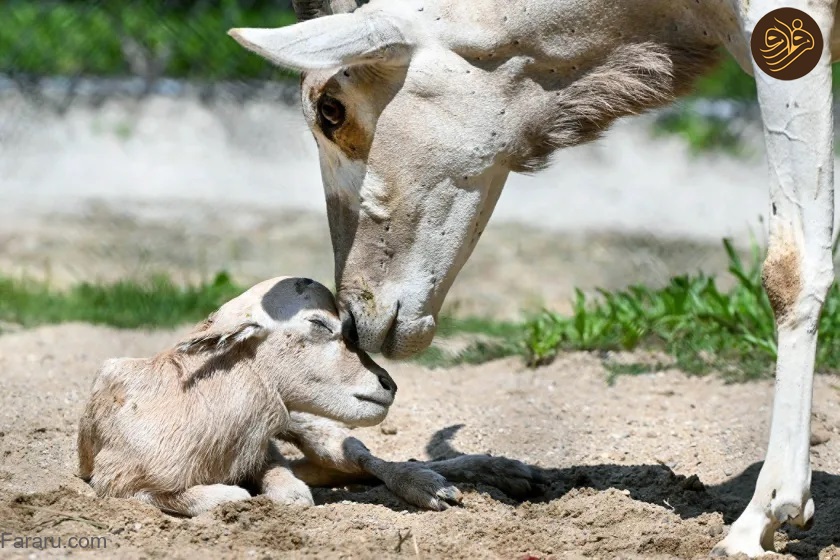 (ویدئو) تولد یک تابیده‌شاخ در خطر انقراض؛ ۱۰۰ تابیده‌شاخ در طبیعت باقی مانده است