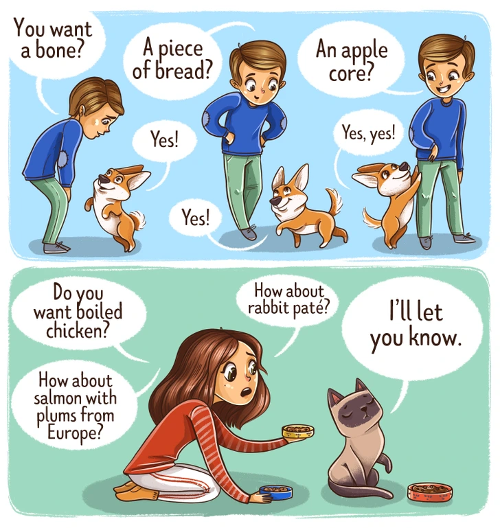 گربه‌ها و سگ‌ها