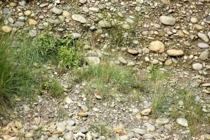 تست بینایی: جغد استتار شده را پیدا کنید