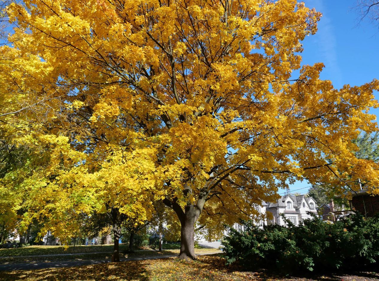 بهترین و بدترین درختان برای کاشت در نزدیکی خانه/