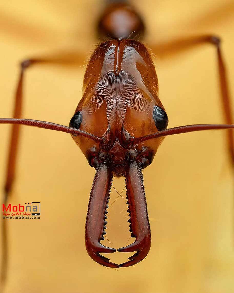 (تصویر) تله فک؛ این مورچه با سرعت ۲۳۰ کیلومتر برساعت شما را شگفت زده می‌کند!