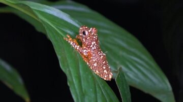 استتار شگفت‌انگیز یک نوع قورباغه