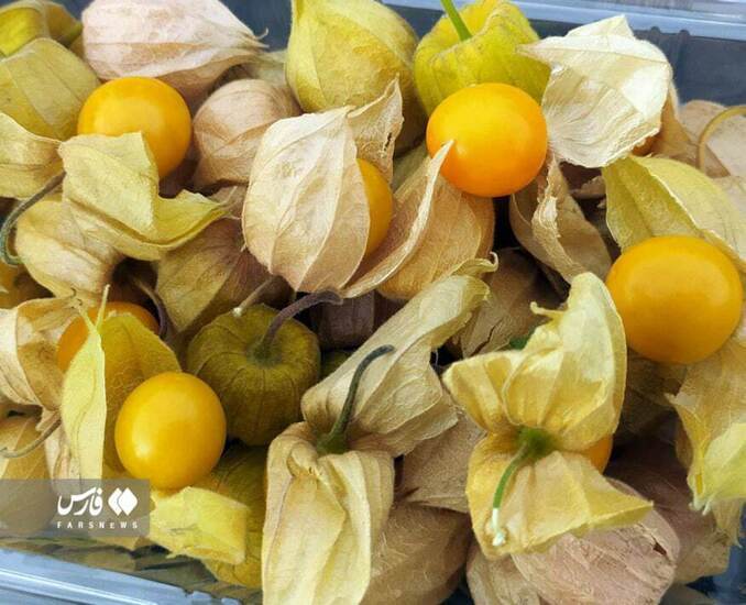 (عکس)برداشت گران قیمت‌ترین میوه ایران