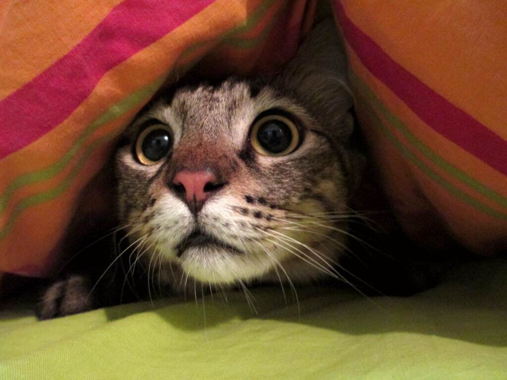 حالت صورت گربه‌ها چه احساساتی را در آن‌ها نشان می‌دهد؟