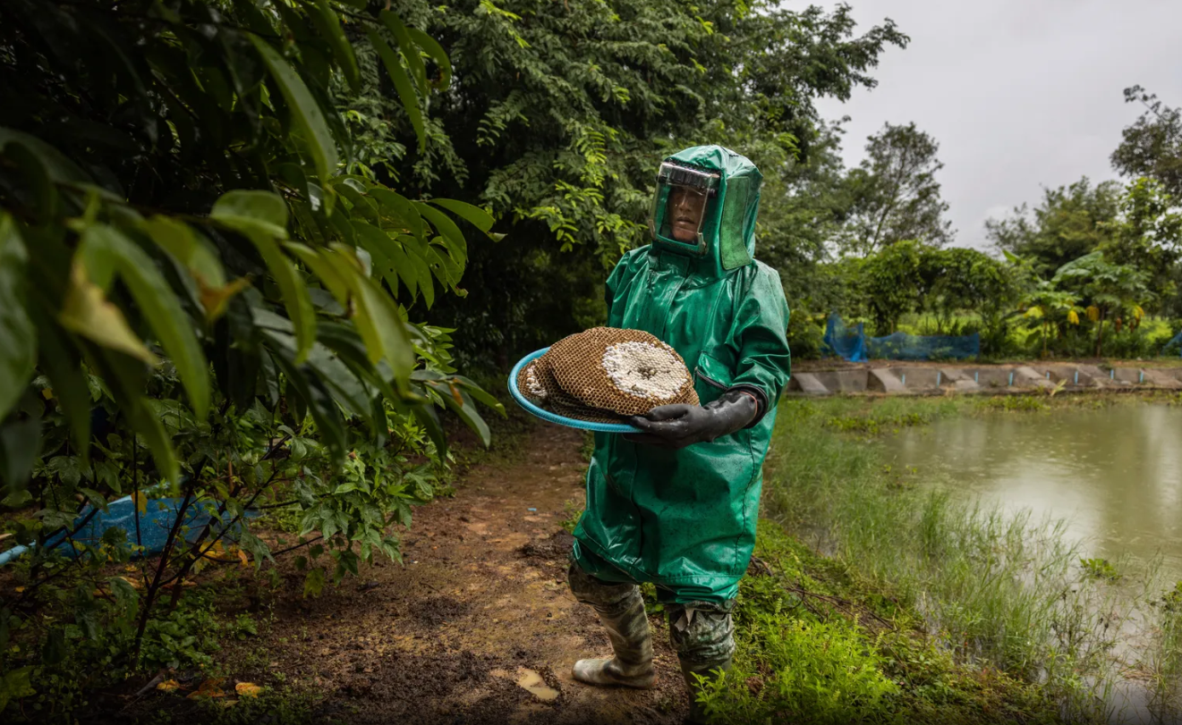 غذای آینده: