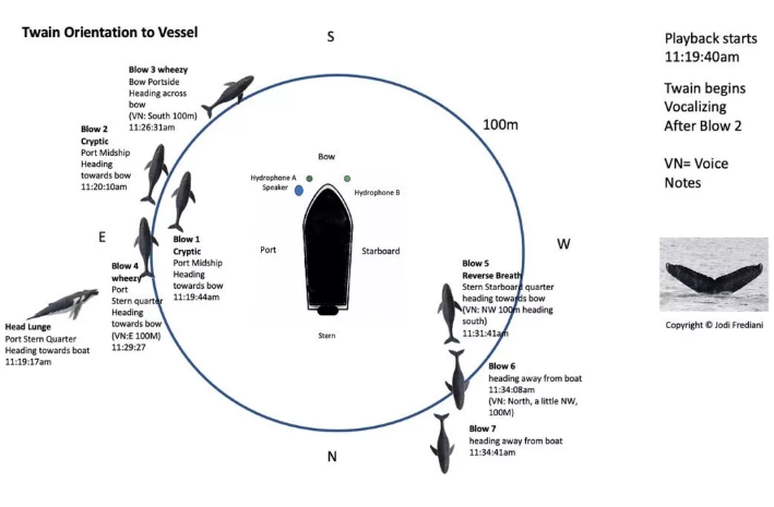 دانشمندان برای اولین‌بار با نهنگ صحبت کردند؛ تمرینی برای ارتباط با فرازمینی‌ها