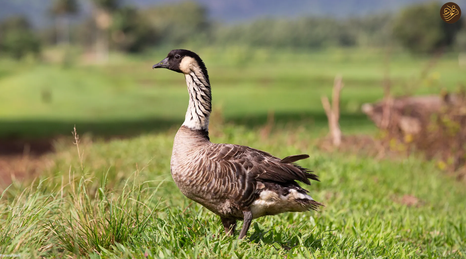 به پایتخت در حال انقراض جهان خوش آمدید؛ سیاره ما با یک انقراض دسته جمعی روبرو است/