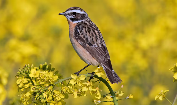 از اثبات ریاضیاتی جدید توسط دو دختر دانش آموز دبیرستانی تا امید به خوردن آسوده کیک با مصرف داروی ویگووی؛ ده رخداد از مهم‌ترین رخداد‌های علمی سال ۲۰۲۳