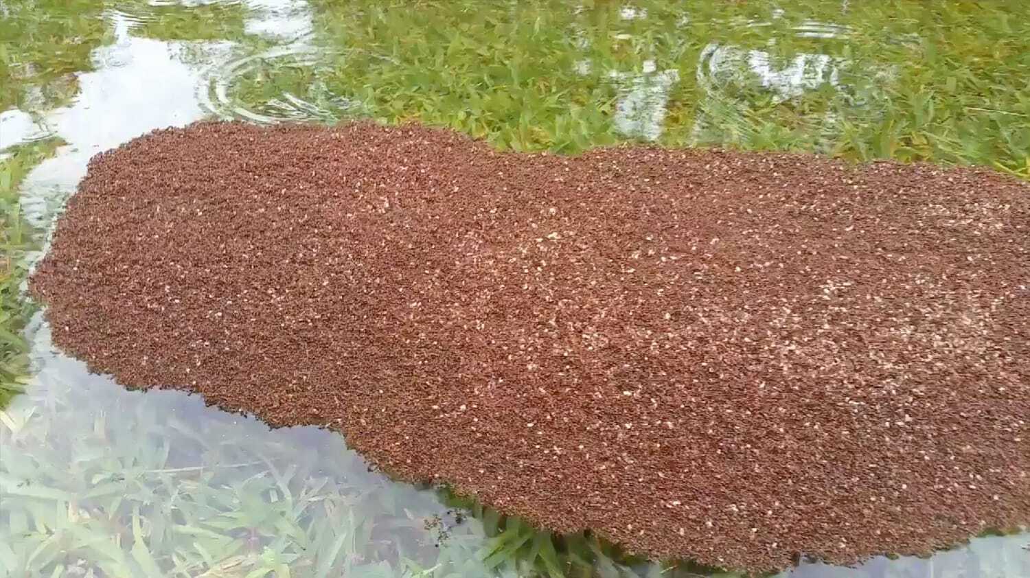 شگفتانه مورچه‌‌ها