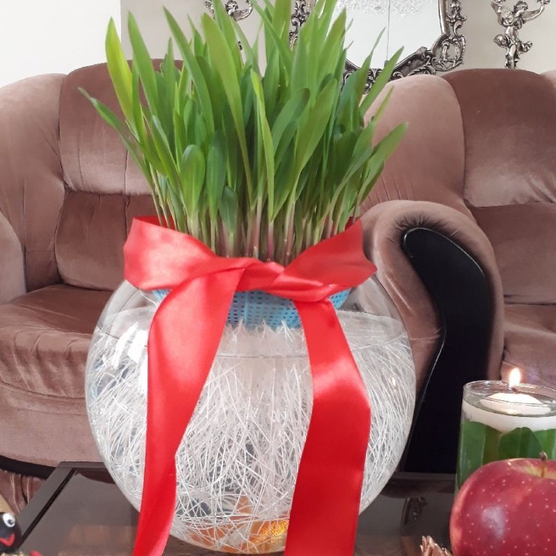 سبزه شناور؛ عید امسال سبزه متفاوت درست کنید