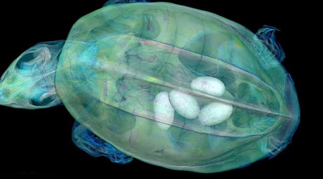 تصاویر سه بعدی خارق‌العاده از ۱۳،۰۰۰ جانورِ موزه‌ای که اکنون برای همه رایگان است