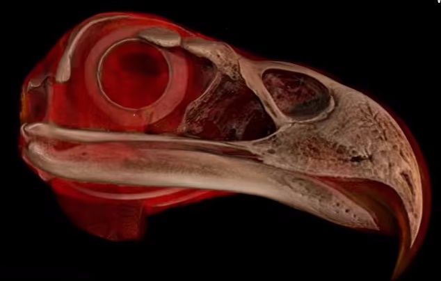 تصاویر سه بعدی خارق‌العاده از ۱۳،۰۰۰ جانورِ موزه‌ای که اکنون برای همه رایگان است