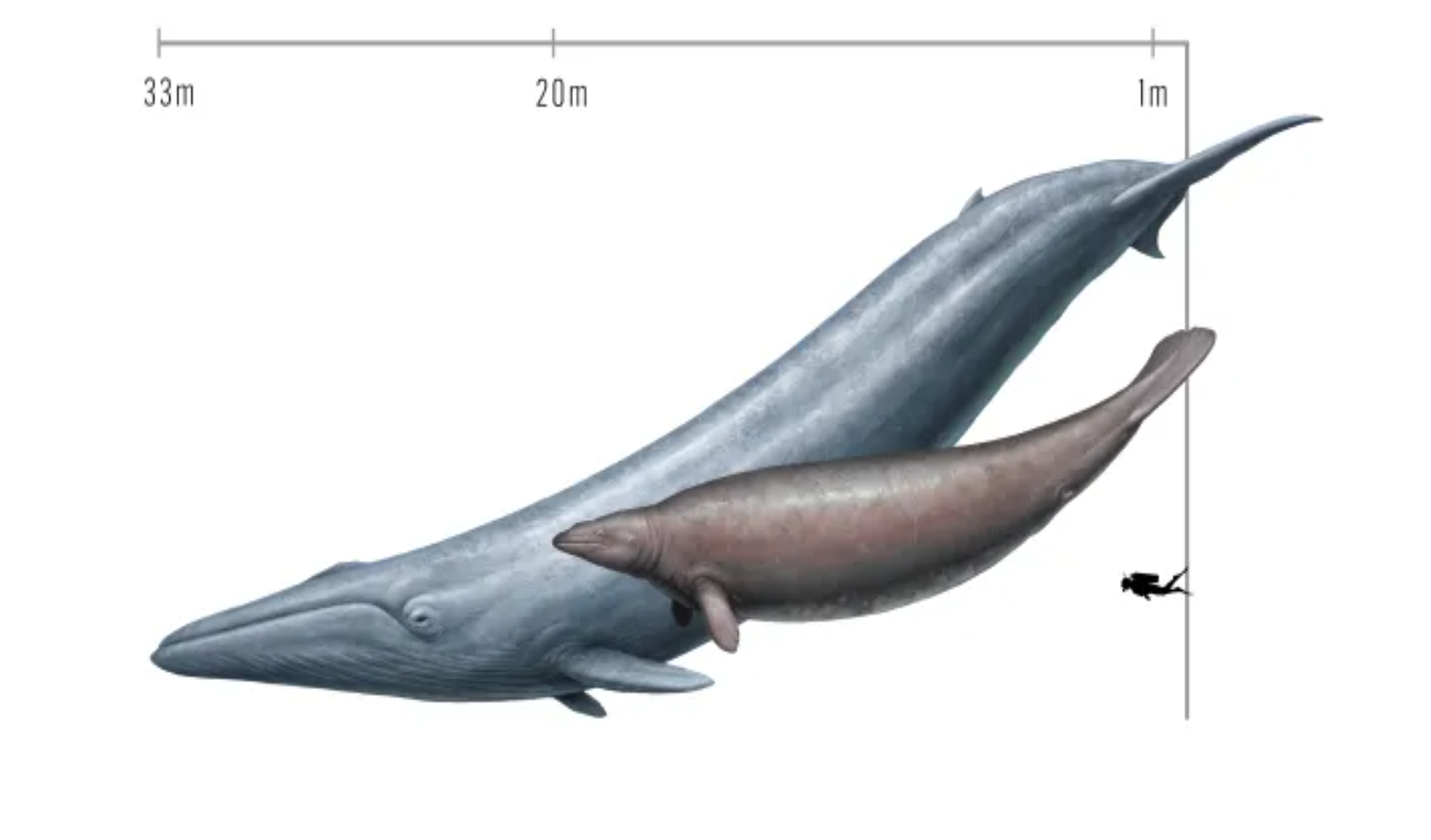 اختلاف نظر دانشمندان درباره وزن یک گونه عجیب نهنگ غول پیکر باستانی؛ ۳۴۰ یا ۷۰ تن؟