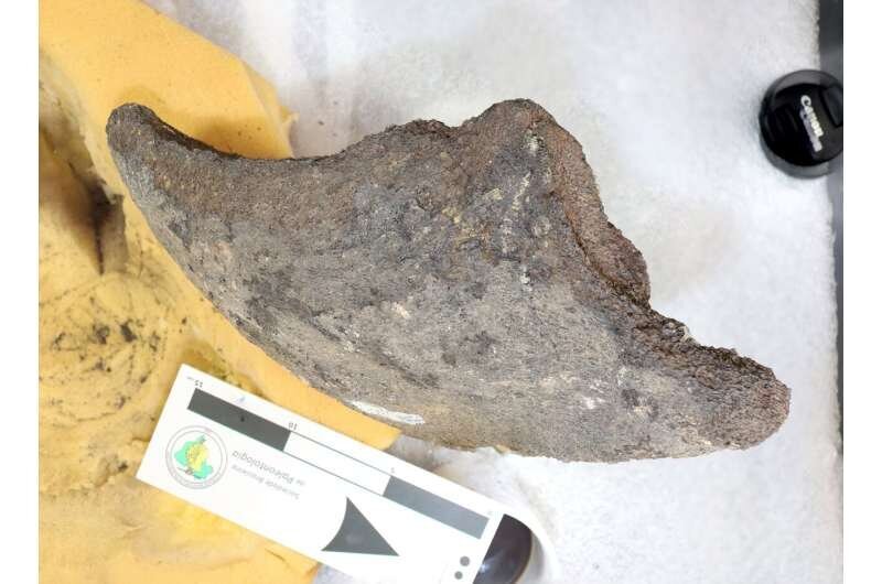 (تصاویر) «ماتورین»، لاک‌پشت غول‌پیکر دنیای واقعی کشف شد!