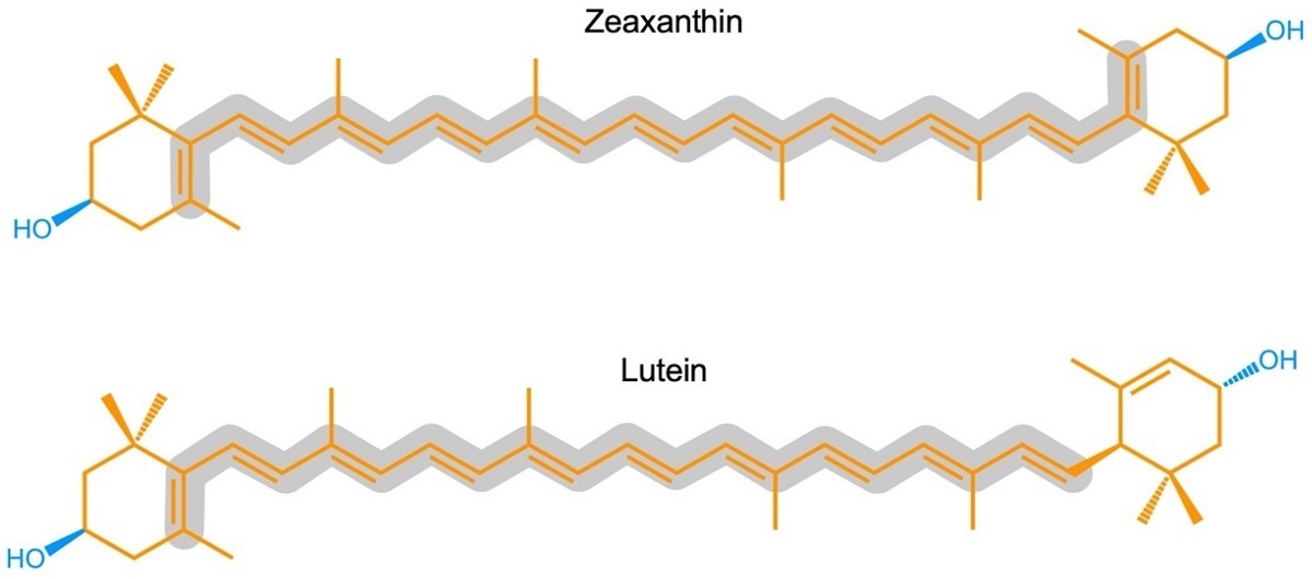 لوتئین و زآگزانتین؛ این دو نام را برای سلامت چشم خود به خاطر داشته باشید؛ از چه منابعی تأمین می‌شوند؟
