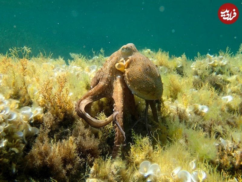 عجایبِ «اختاپوس‌ها»؛ حیوانات احمق ارسطو که با دست‌هایشان فکر می‌کنند!