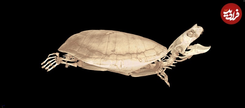 جانوران با «سی‌تی‌اسکن»