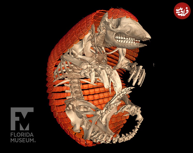 (تصاویر) عکس های متفاوت جانوران با «سی‌تی‌اسکن»