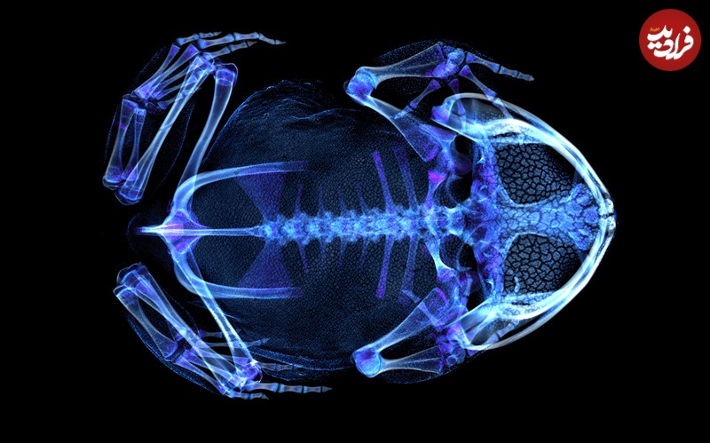 (تصاویر) عکس های متفاوت جانوران با «سی‌تی‌اسکن»