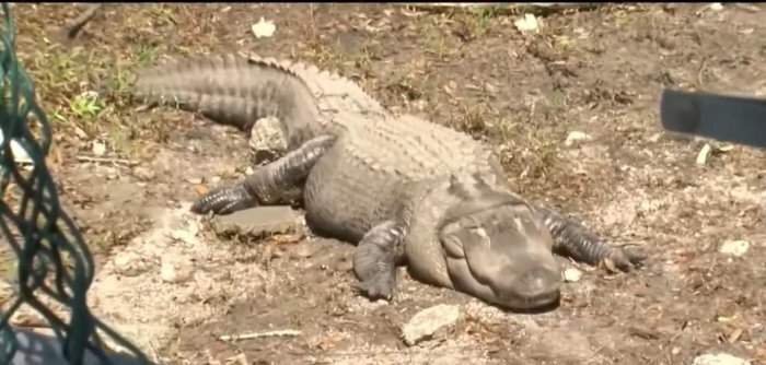 (عکس) رژیم غذایی برای تمساحی که اضافه‌وزن دارد