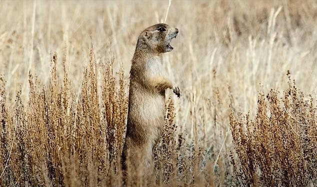 چند حقیقت شگفت انگیز درباره هوش حیوانات که نمی‌دانستید