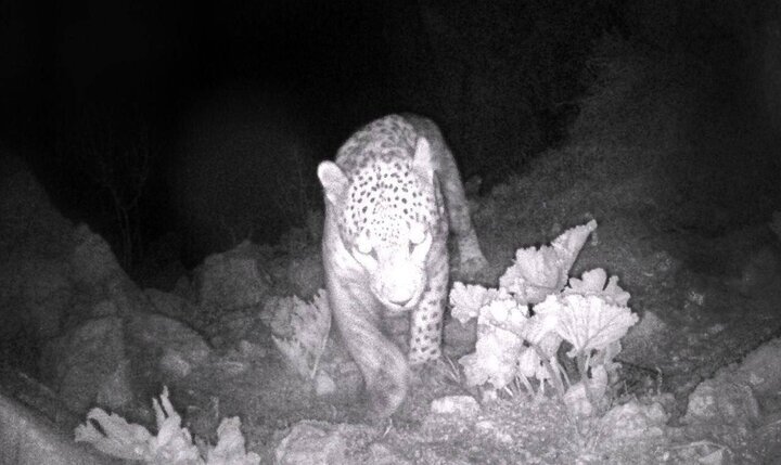 (تصویر) ثبت تصویر پلنگ ایرانی در دهلران