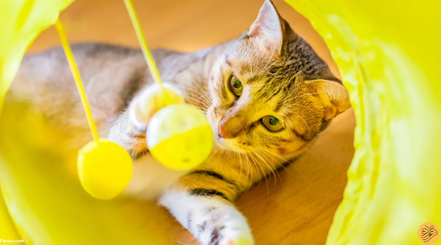 آیا گربه‌ها واقعا ۹ جان دارند؟ / خوانده شد