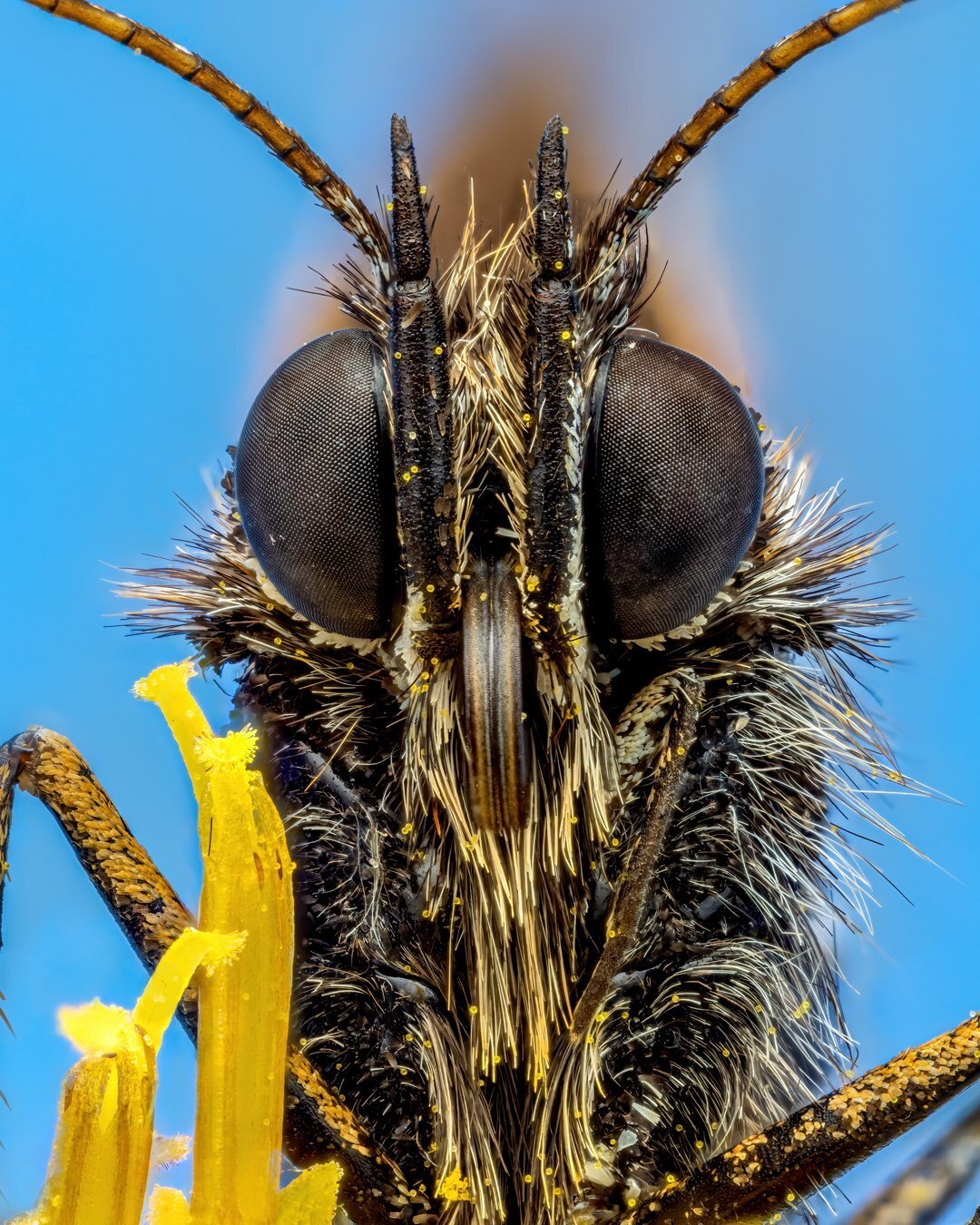 (تصاویر) پروانه لکه دار واریا از نمای نزدیک