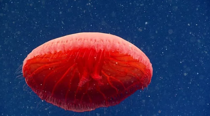 خارق‌العاده‌ترین اکتشافات در دل دریاها؛ از خوک باربی تا گوی طلا و مارماهی کور ژلاتینی