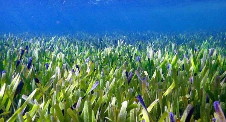 خارق‌العاده‌ترین اکتشافات در دل دریاها؛ از خوک باربی تا گوی طلا و مارماهی کور ژلاتینی