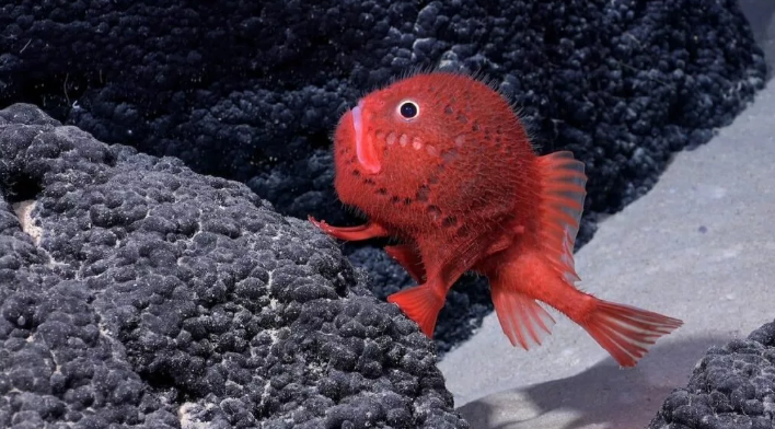 خارق‌العاده‌ترین اکتشافات در دل دریاها؛ از خوک باربی تا گوی طلا و مارماهی کور ژلاتینی