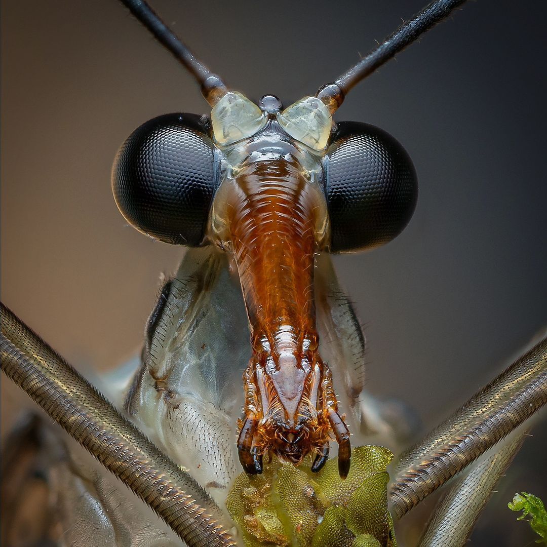 (عکس) مگس دم‌عقربی، احتمالا عجیب ترینِ خانواده مگس ها!