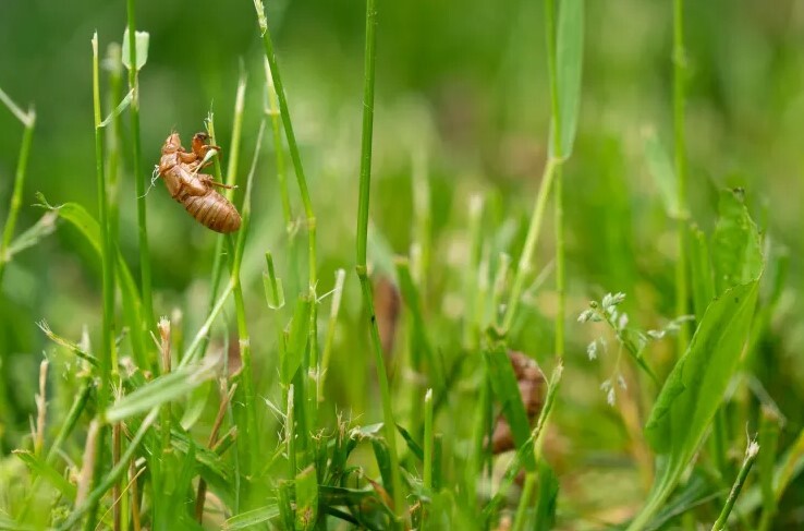 8 دلیل شگفت‌انگیز برای اینکه از تنفر از جیرجیرک دشتی دست بردارید و ستایش آن حشره را آغاز کنید!/ حشره‌ای که ریاضیات را می‌فهمد و شمارش زمان را بلد است و یک قارچ عجیب می‌تواند آن را به زامبی تبدیل کند/ حشره‌ای که می‌توان آن را با شکلات و سس تریاکی هم خورد///// ویرایش شده