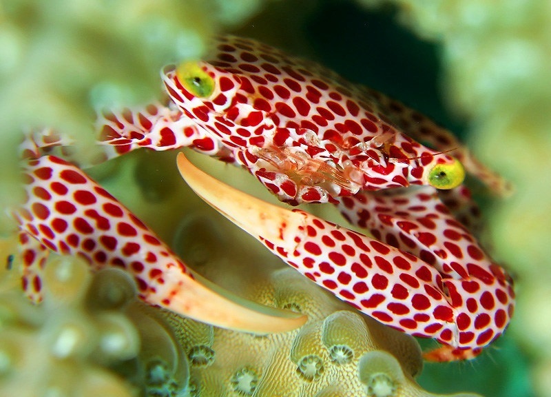 (تصاویر) این خرچنگ برای زندگی با مرجان تکامل یافته است!