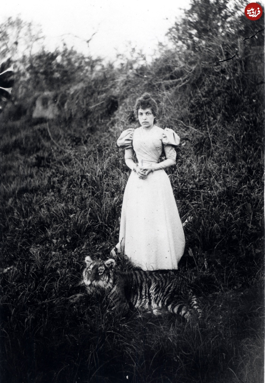 (تصویر) عکس‌های دیده نشده از «ببر مازندران» در دوران قاجار؛ کلاهی که قاجار بر سر ببر گذاشت