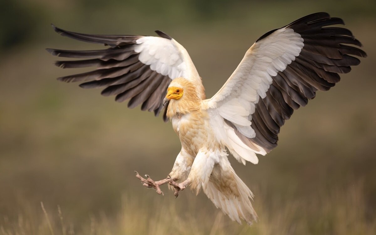 کرکسی از دنیای قدیم در ایران دیده شد