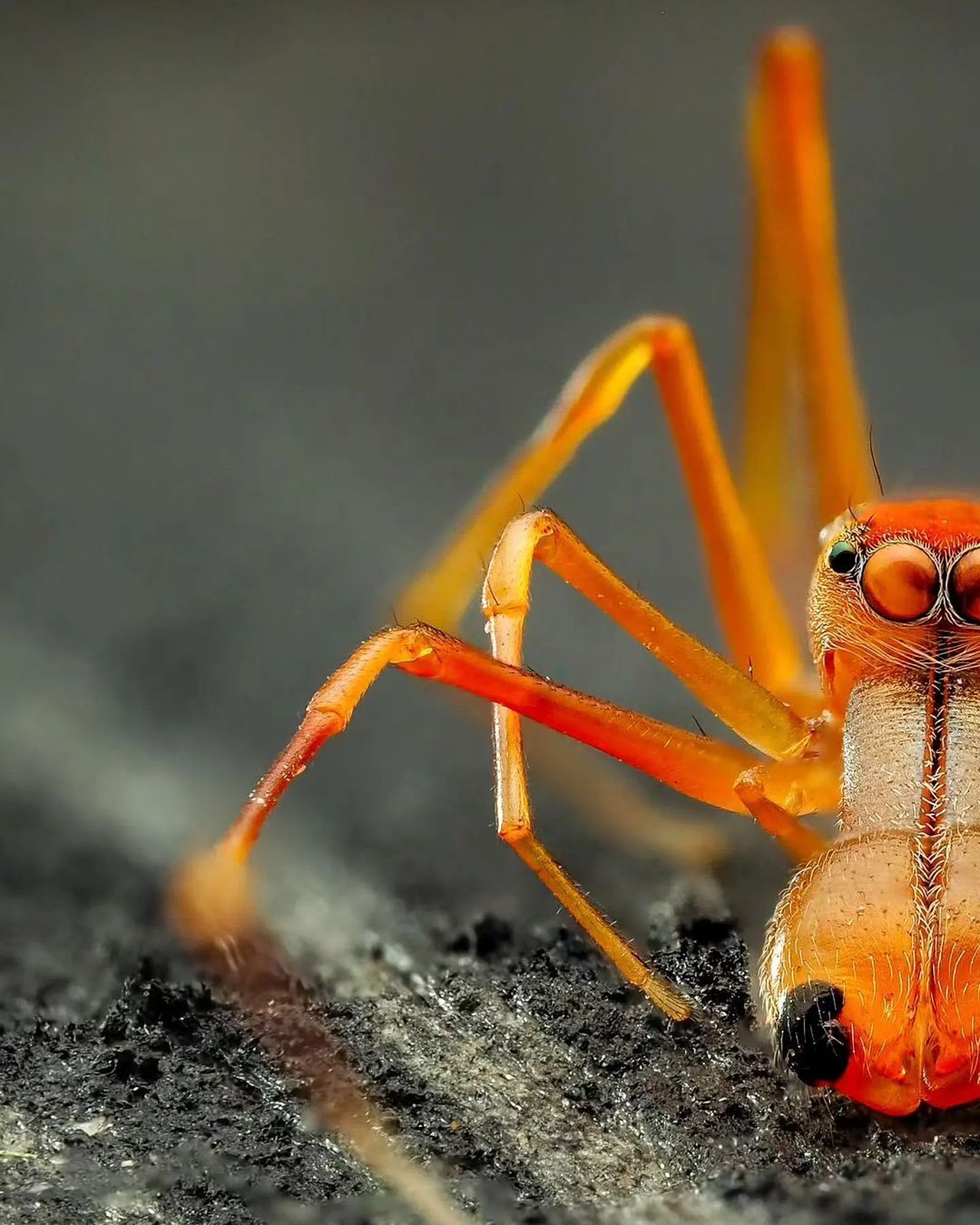 (تصاویر) عنکبوت مورچه نما؛ یک کلاهبردار حرفه‌ای در دنیای حشرات!