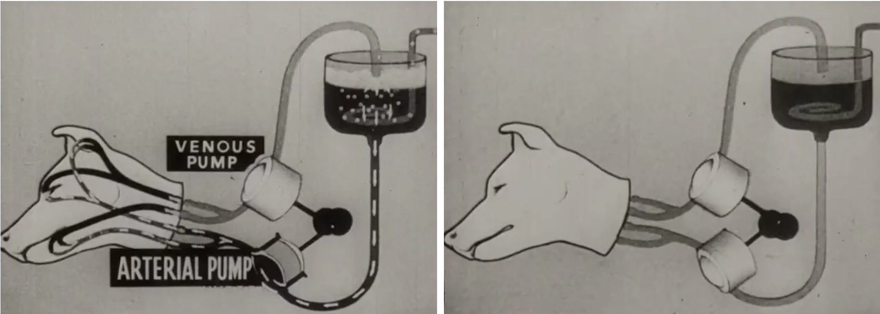 نگاهی به آزمایشات ترسناک دانشمندان اتحاد جماهیر شوروی روی حیوانات