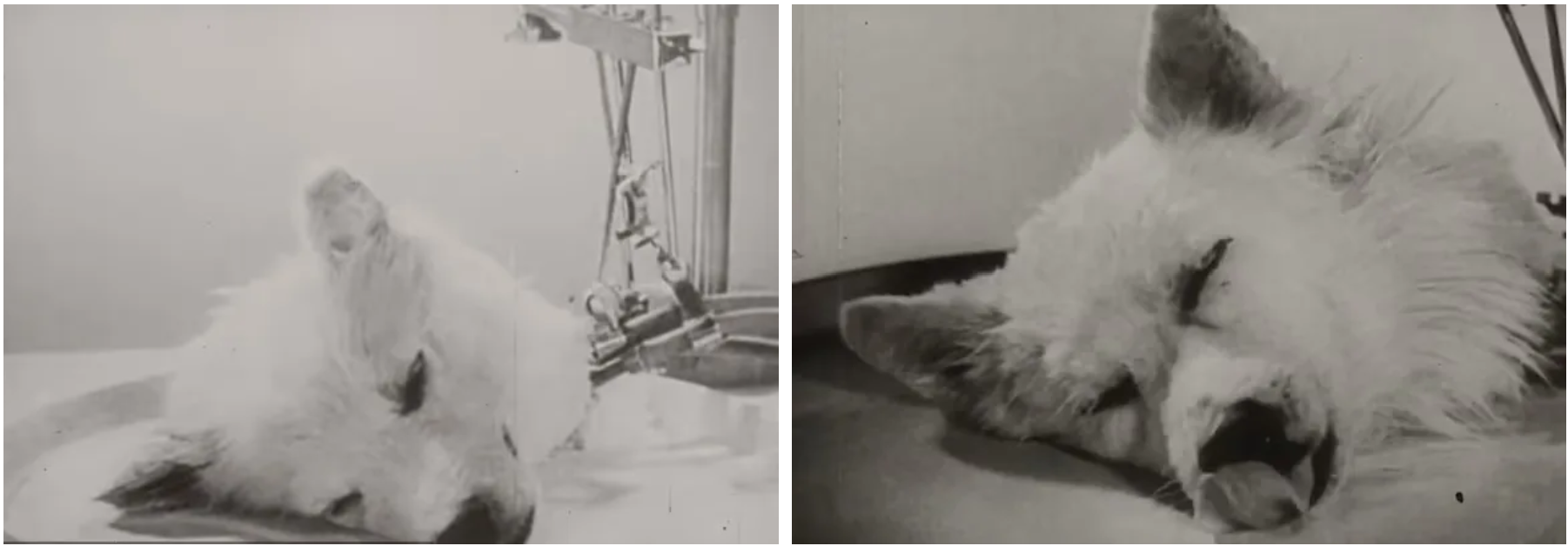 نگاهی به آزمایشات ترسناک دانشمندان اتحاد جماهیر شوروی روی حیوانات