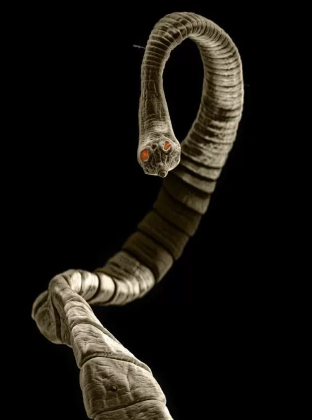 تصاویر حیرت‌آور کرم‌های انگلی که می‌توانند داخل بدن حیوانات خانگی زندگی کنند