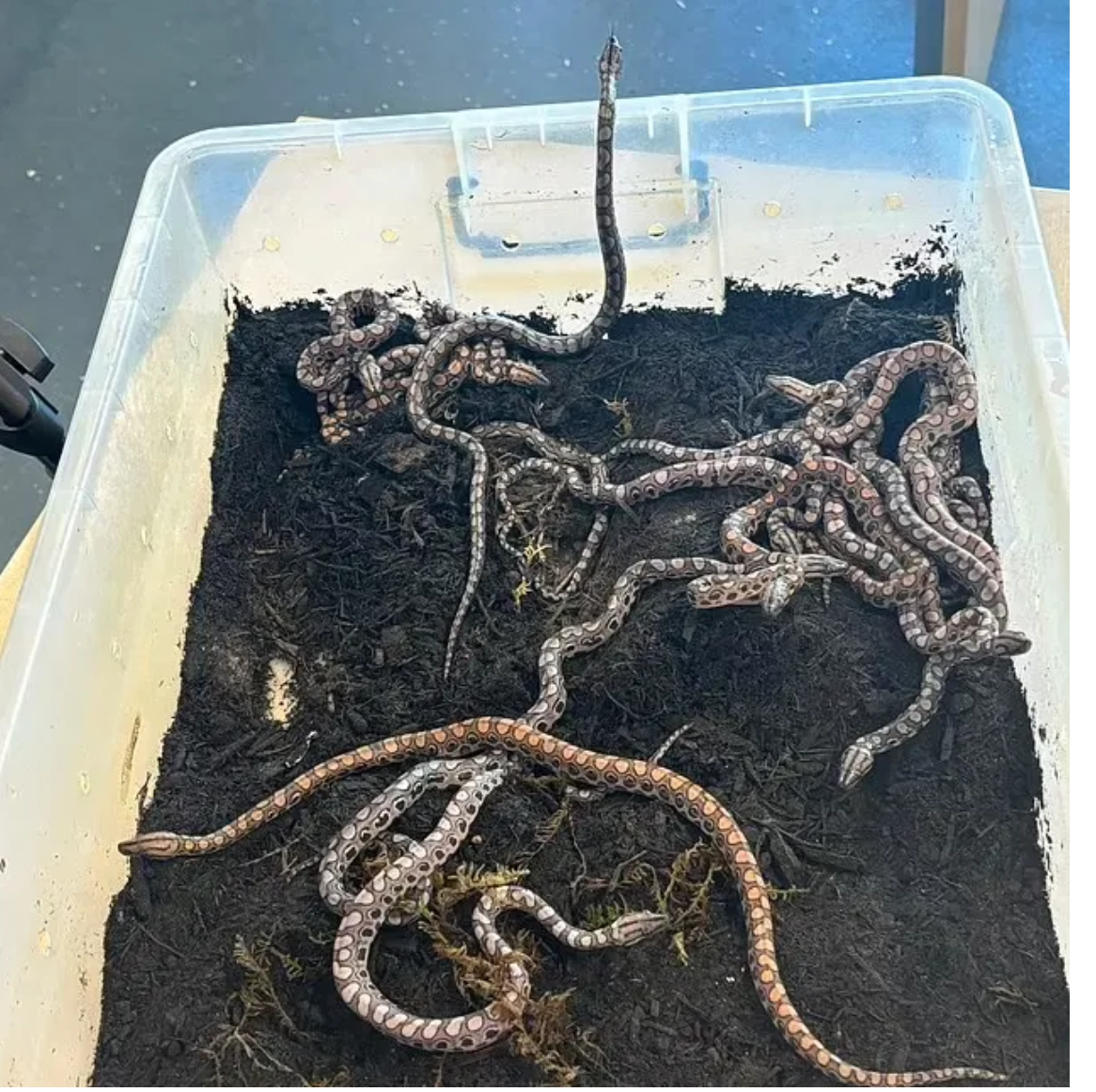 پدیده‌ی عجیب بکرزایی؛ تولد معجزه‌آسای ۱۴ مار بوآ بدون جفت‌گیری مادر